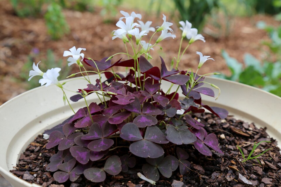 Oxalia white flowers