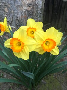Yellow flower