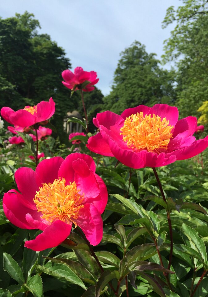 Summer garden flower