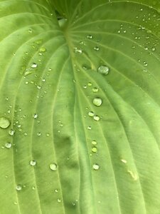 Drop of water drip leaf photo