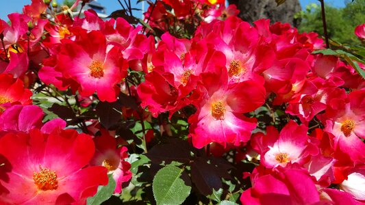 Red bush rose bush photo