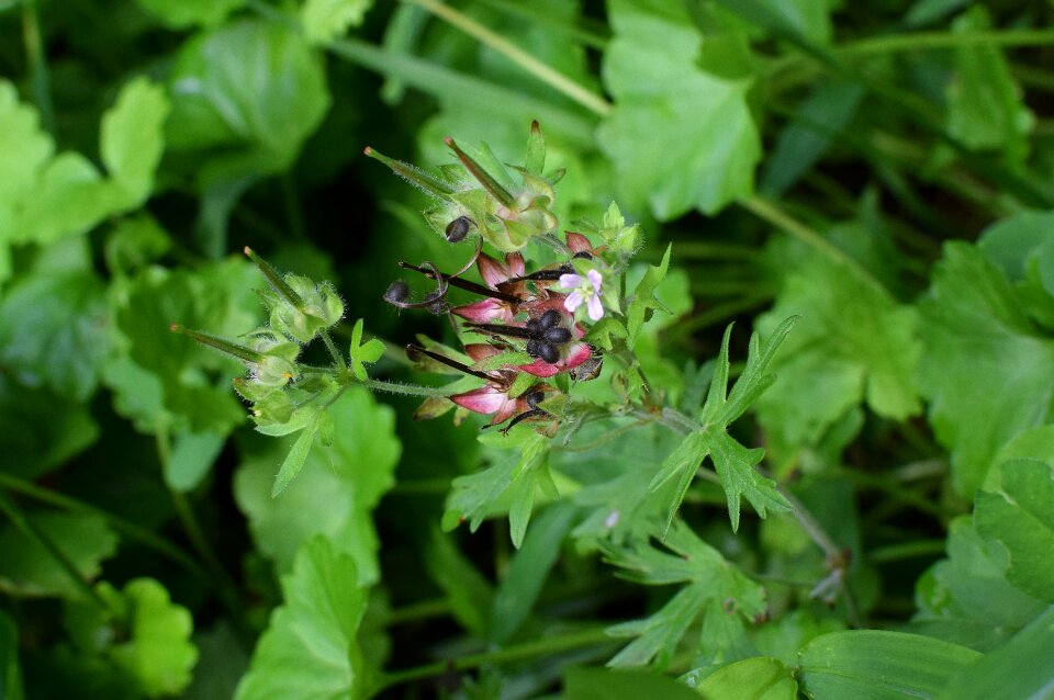 Seed flower blossom