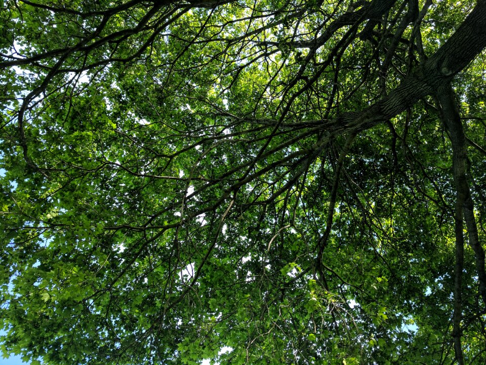 Shade leafs