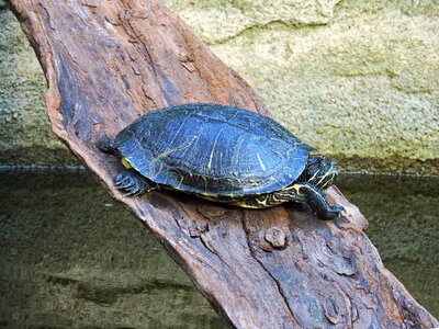 Painted-turtle chrysemys picta photo