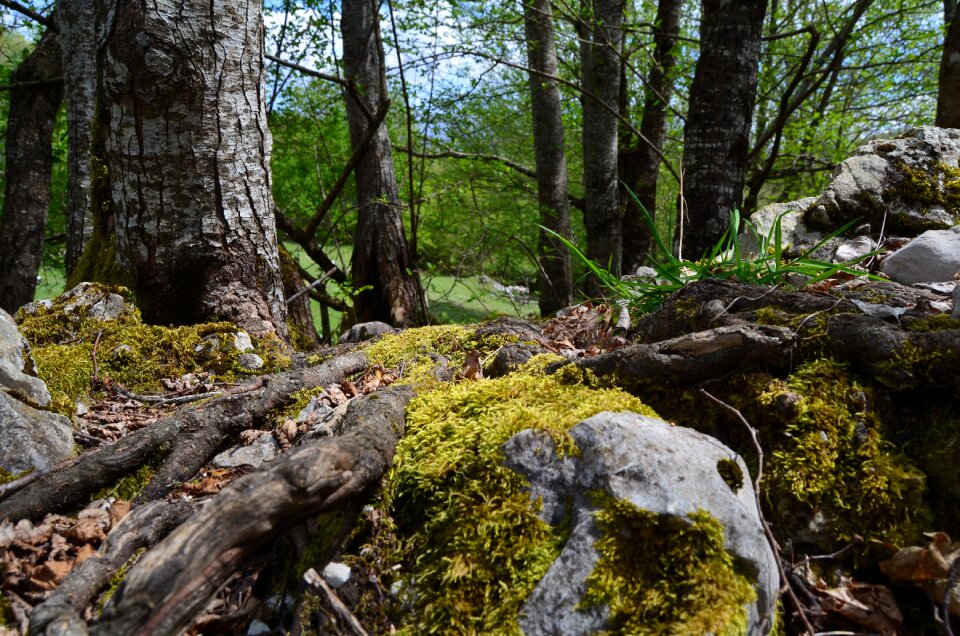 Into the woods mountain walk