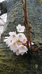 Non cherry flowers spring