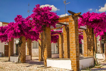 Flowers colors portugal