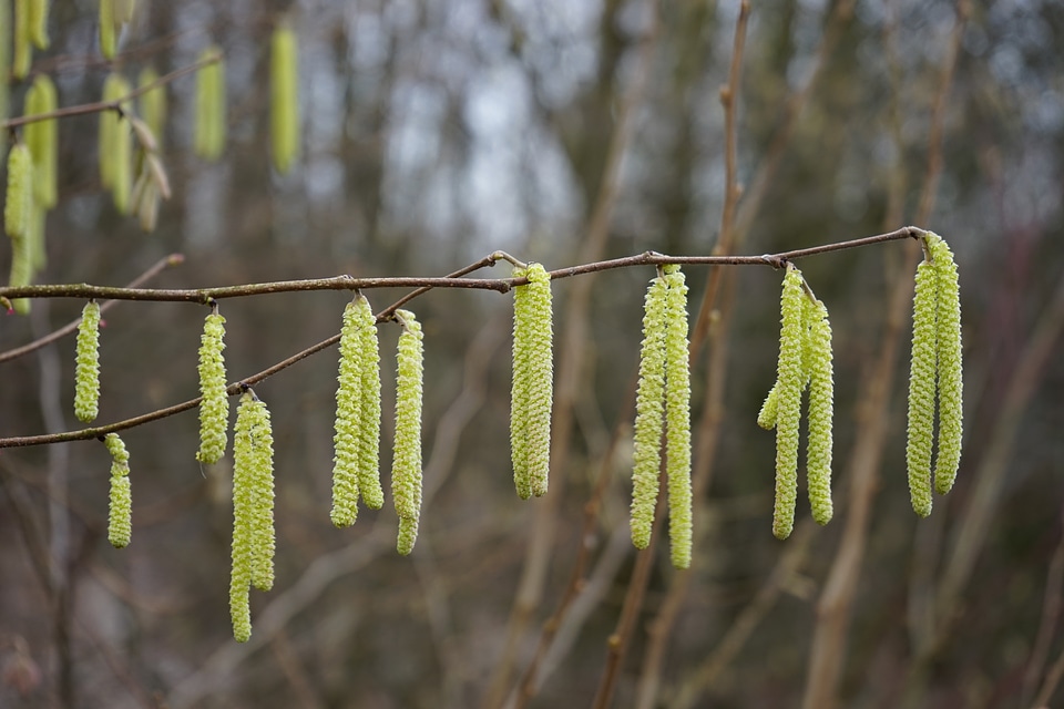 Yellow kitten corylus avellana