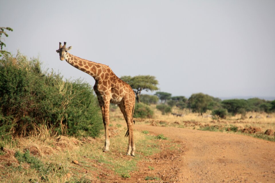 Animal national park south africa