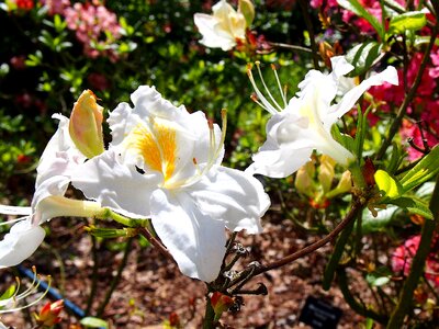 Rhododendron japanese rhododendron japanese photo