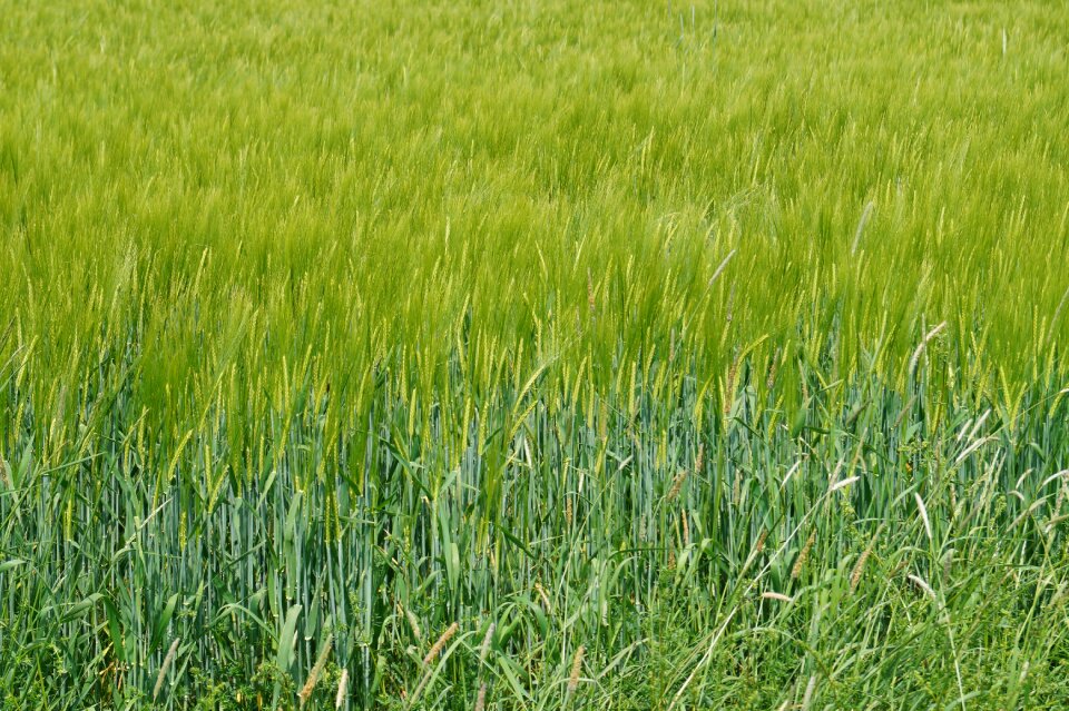 Meadow nature cornfield