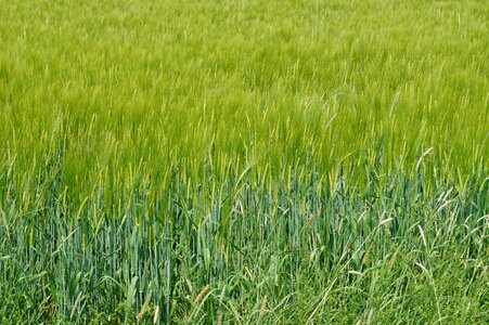 Meadow nature cornfield