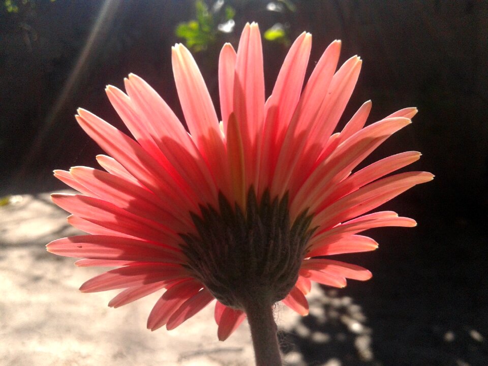 Garden pink flower petal