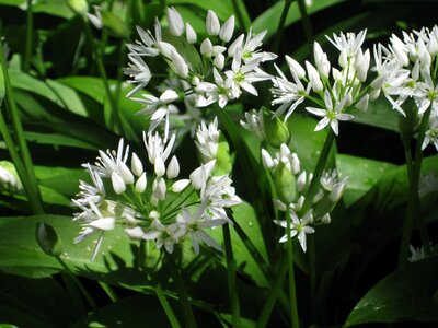 Bloom herb health