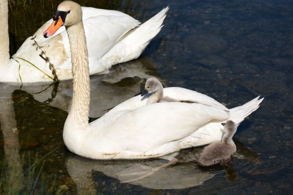 Water volatile fauna