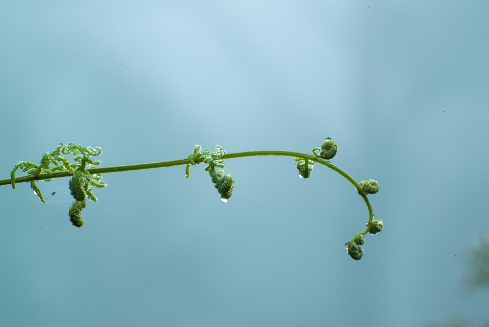 Drops plant leaves water plant