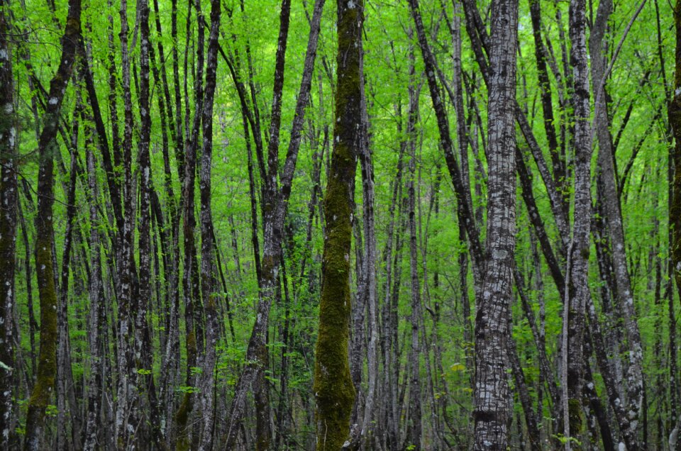 Into the woods forest woods