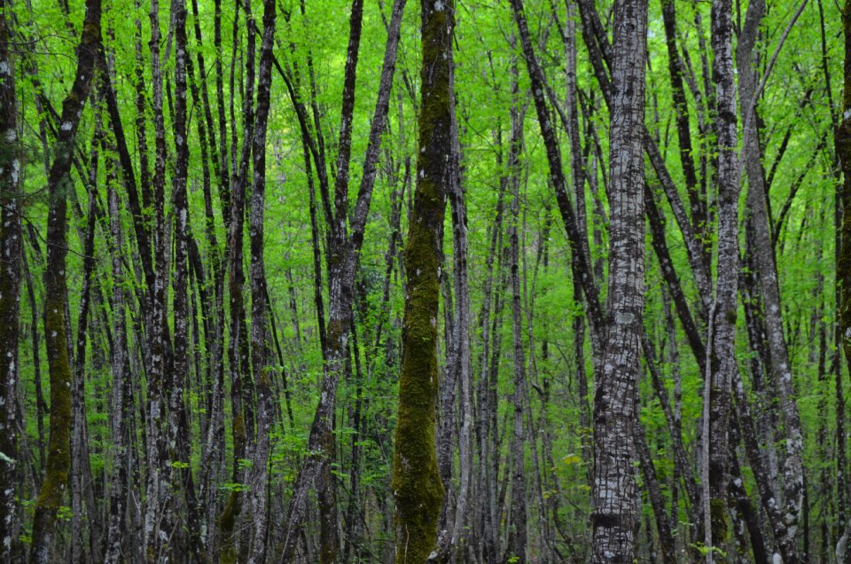 Into the woods forest woods photo