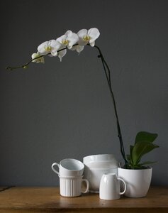 White gray cup