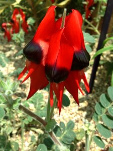 Red flower flower face