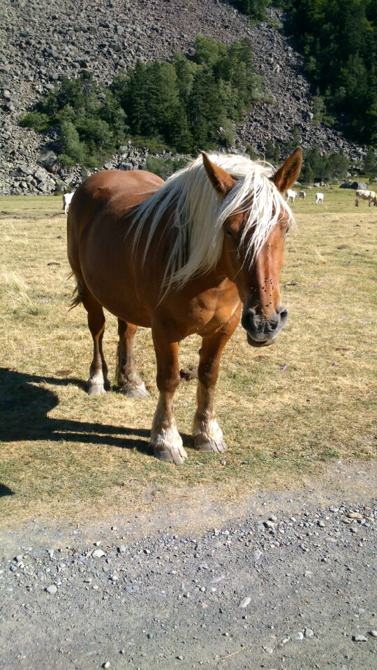 Hiking horses pyrénées