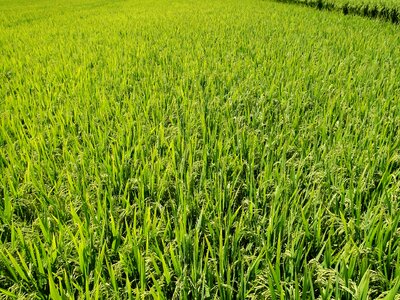 Rice south vintage