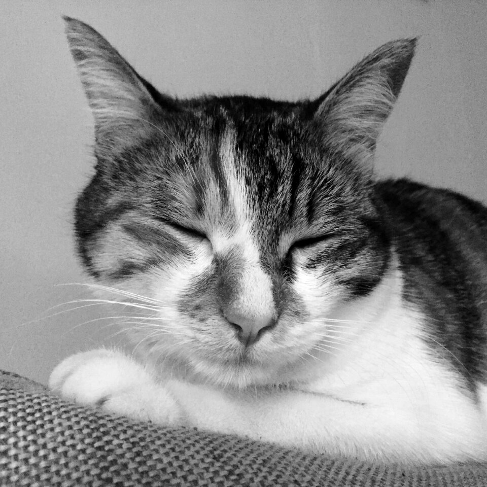 Animals hair feline
