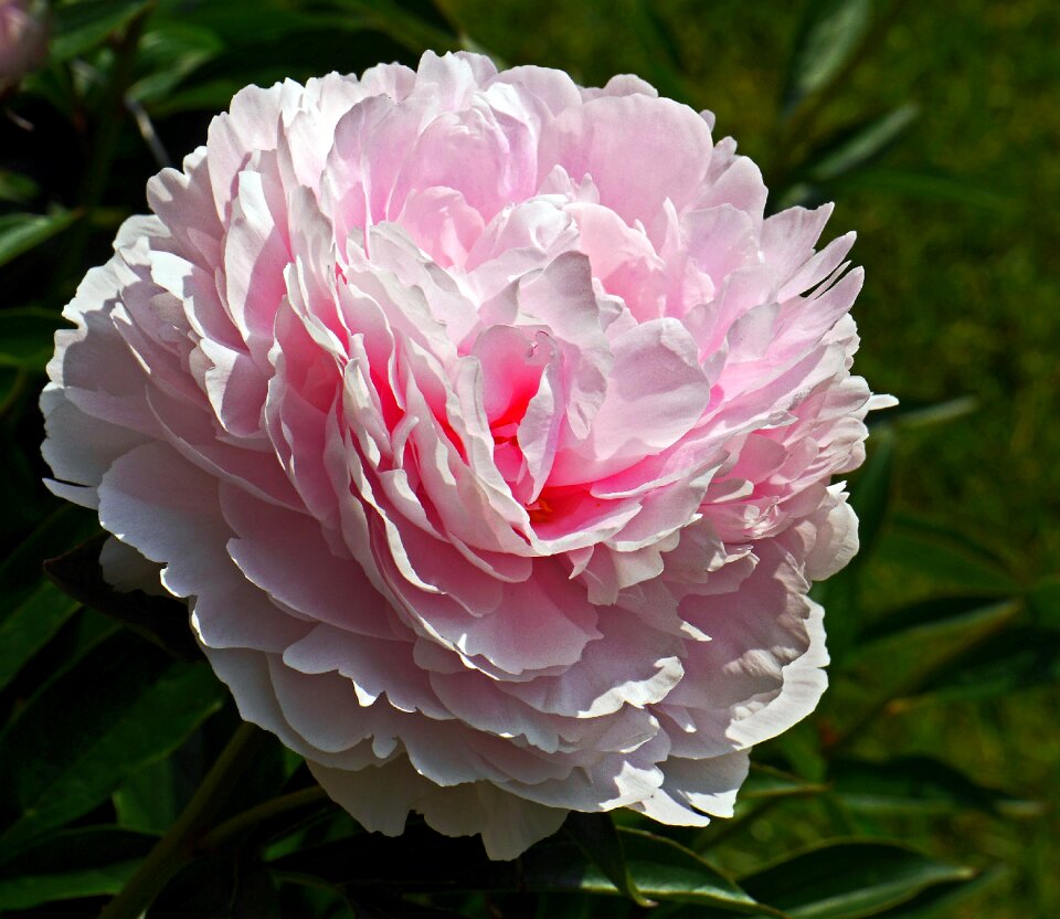 Bloom petals spherical