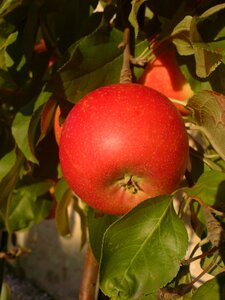 Bordeaux apple red