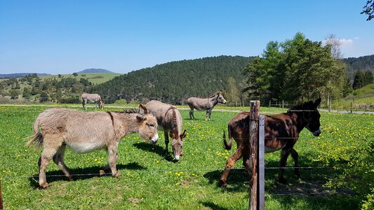 Donkey meadow rural