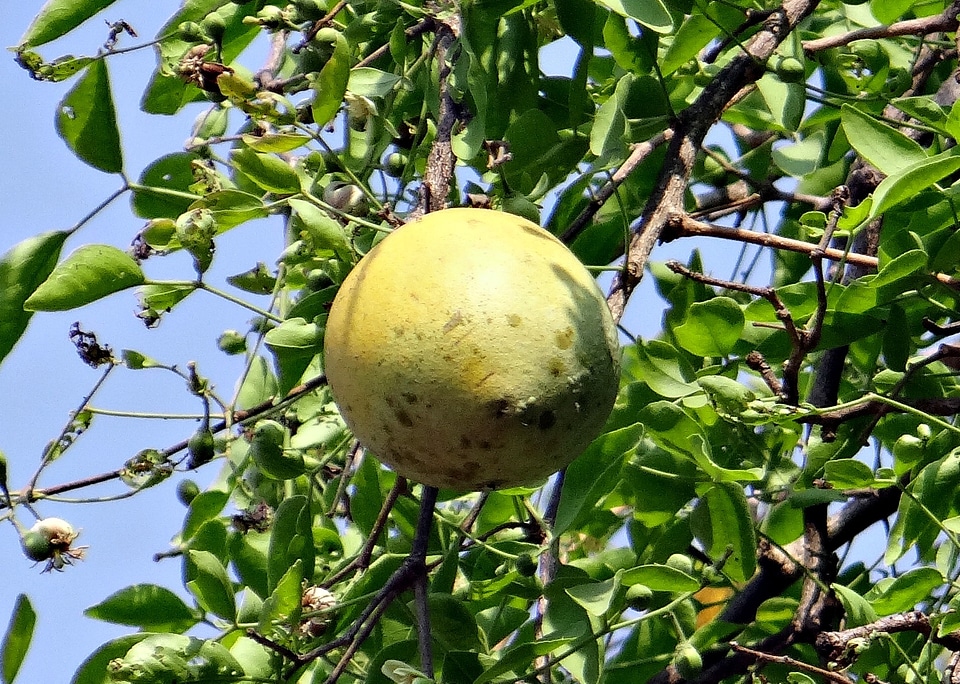 Wood apple bili ripe