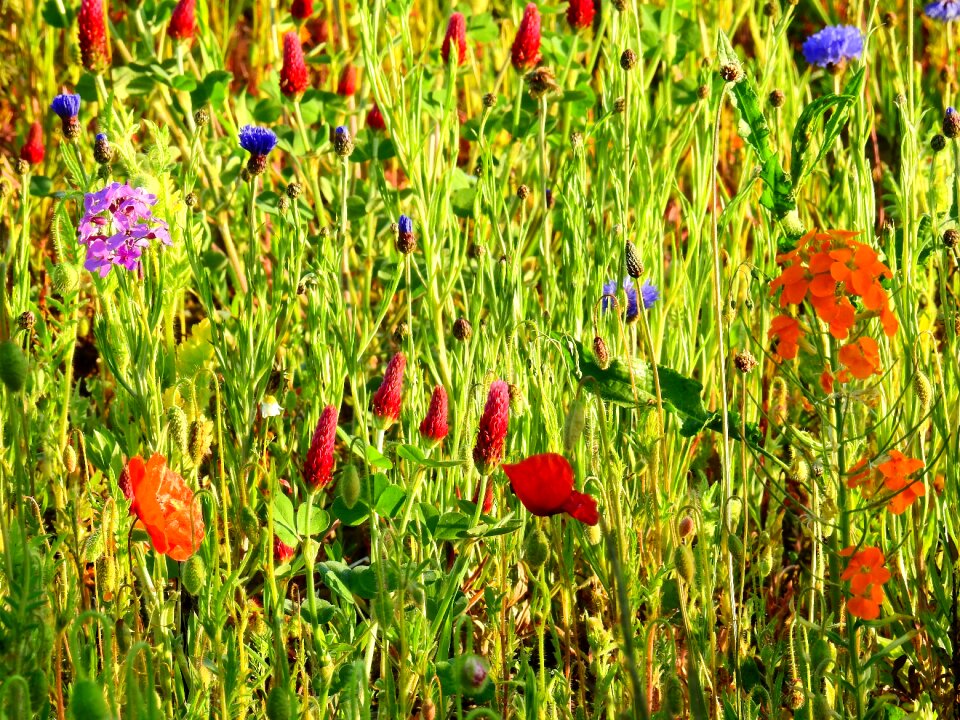 Flowers spring spring meadow