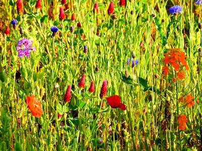 Flowers spring spring meadow photo