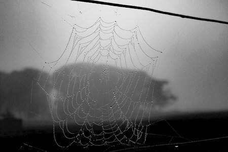 Web cobweb net photo