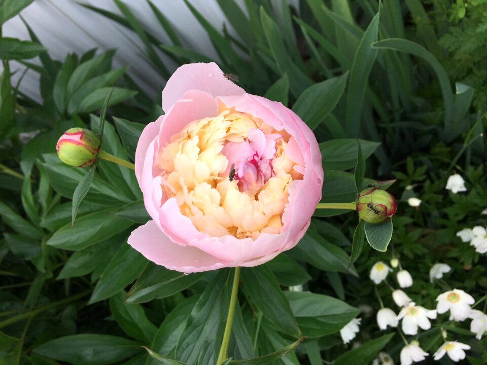 Flower pink