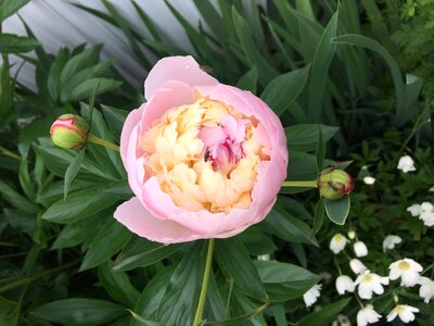 Flower pink photo