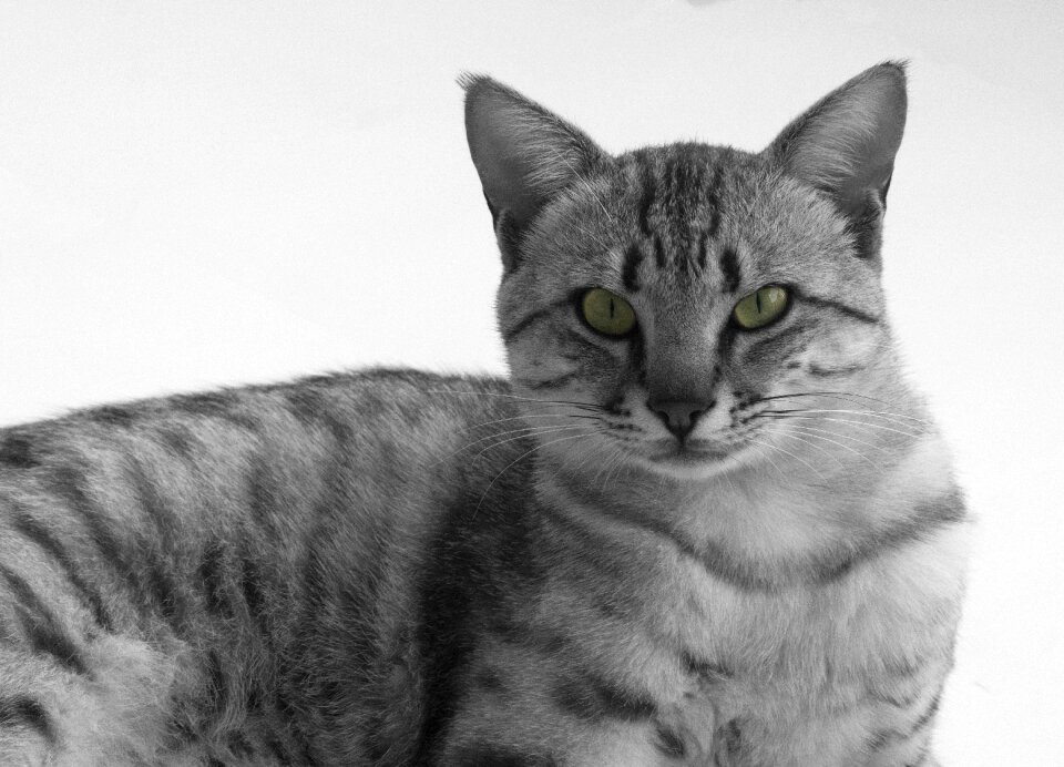 Cat eye animal portrait animals