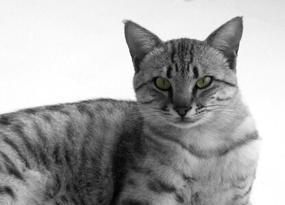 Cat eye animal portrait animals photo