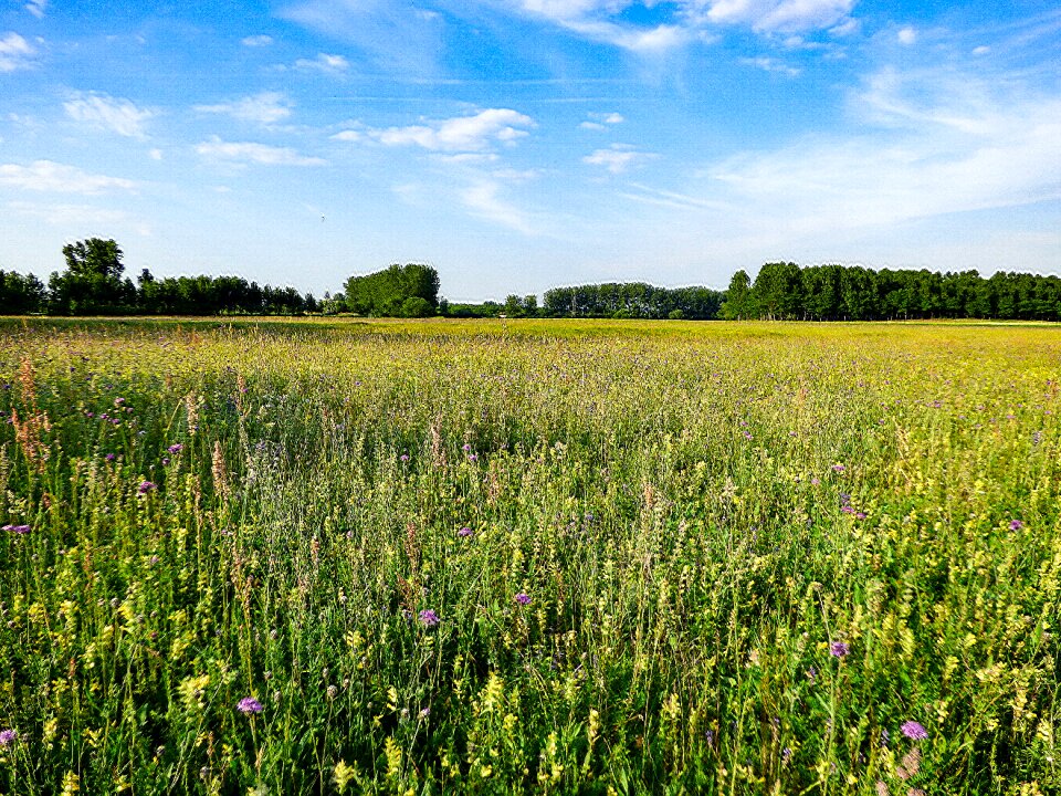 Meadow flower sunlight plants