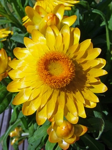 Yellow italicum nature