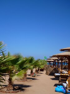 Palm trees the resort blue photo