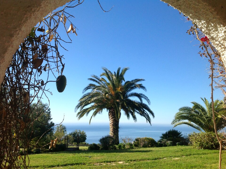 Palm tree arc sea