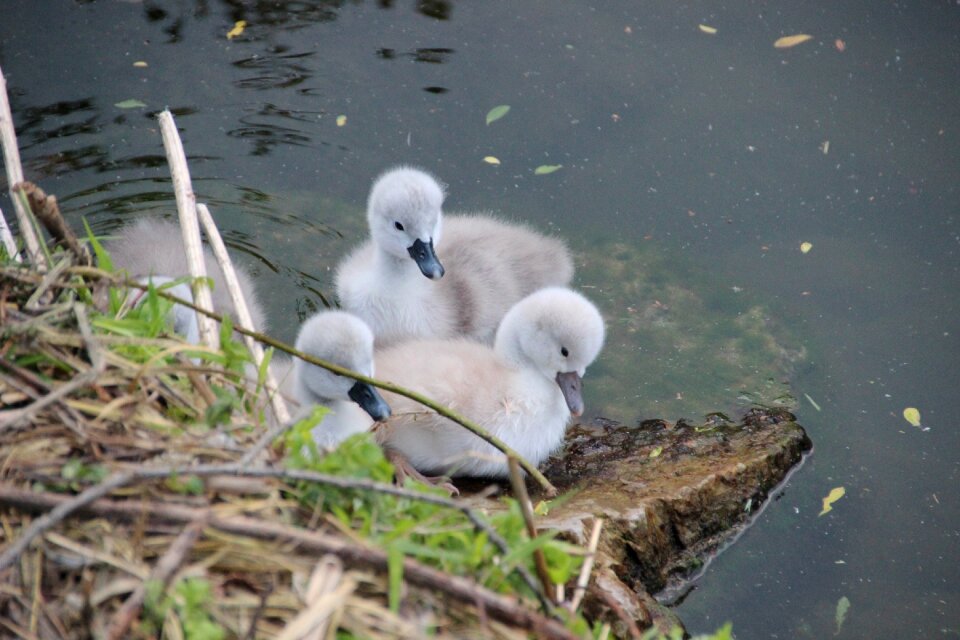 Water bird hatching nest