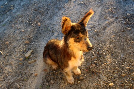 Puppy animal cute