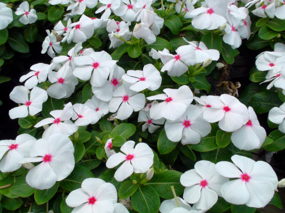 Garden pink flowers nature