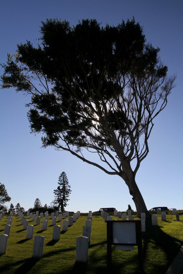 Cemetery tree sun