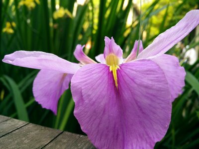 Natural plant iris photo