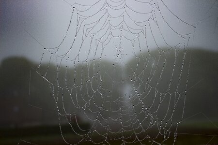 Nature web cobweb