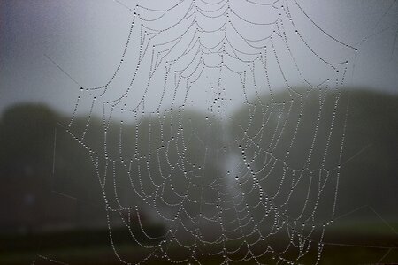 Nature web cobweb photo