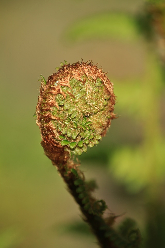 Plant flora garden